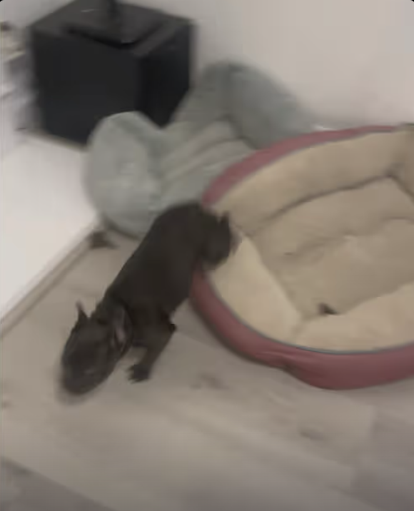 Frenchie - undisputed, fastest animal on the planet !!!